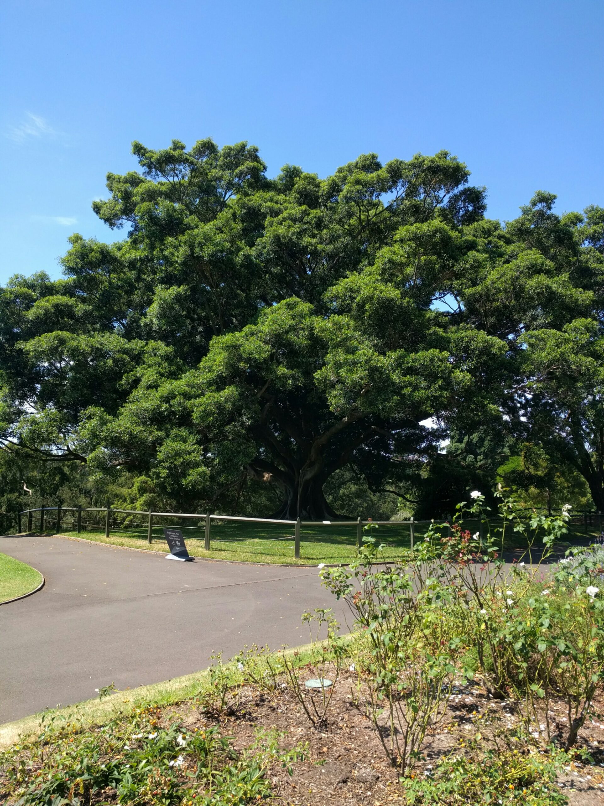 Week in review: Sydney week 1