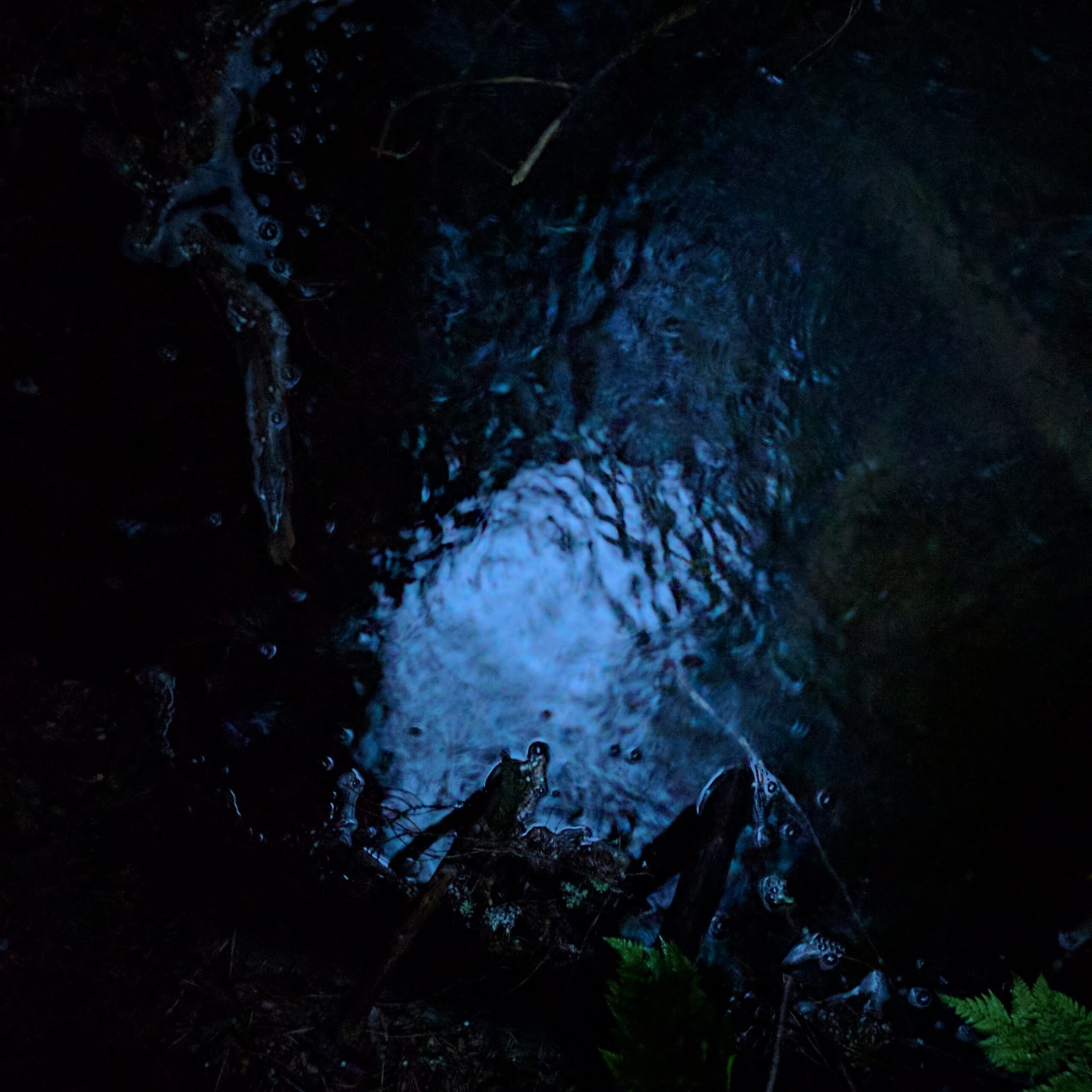 Färger av Skuleskogens