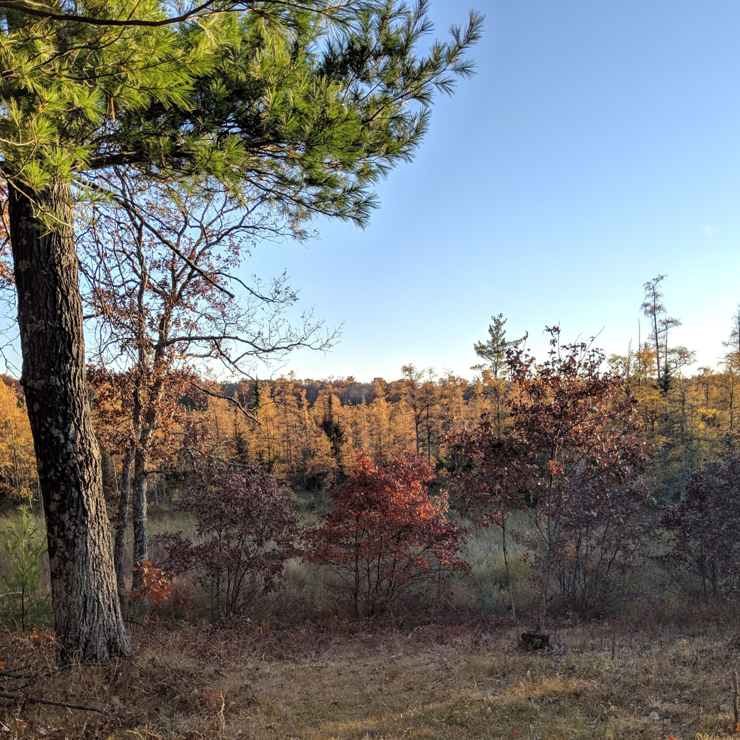 Mosseskogen Happy Hour