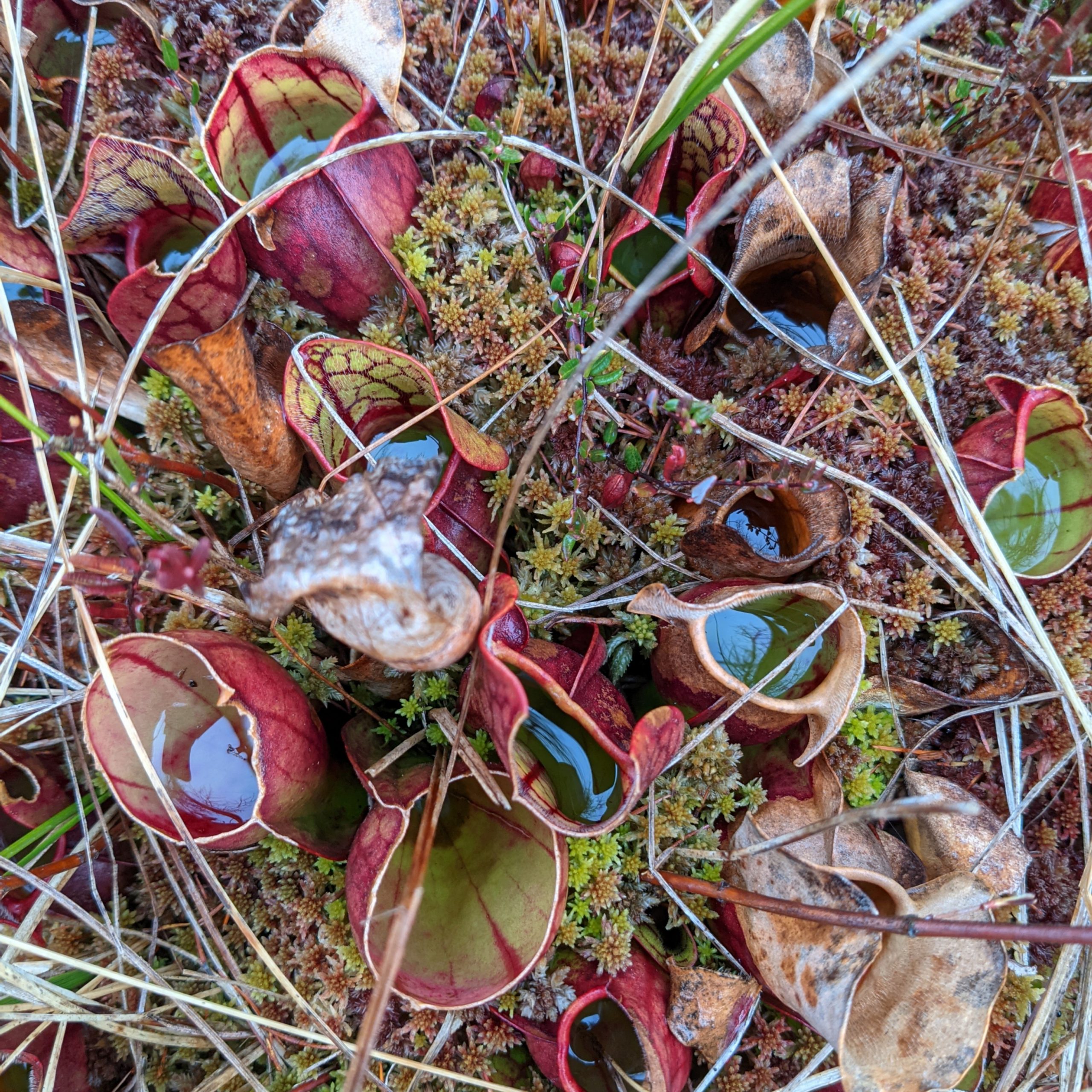 Sarracenia Purpurea