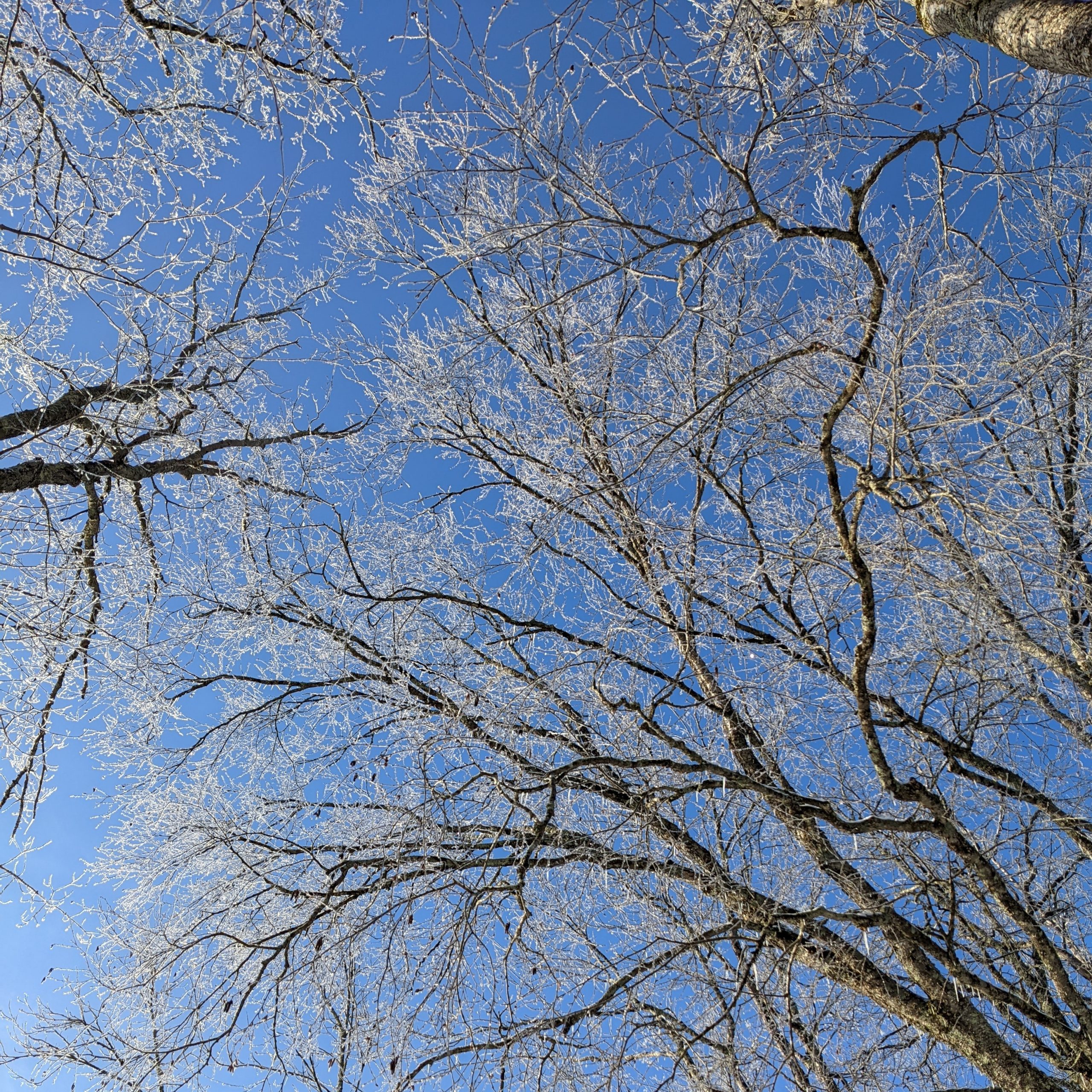 Tears of the Warriors