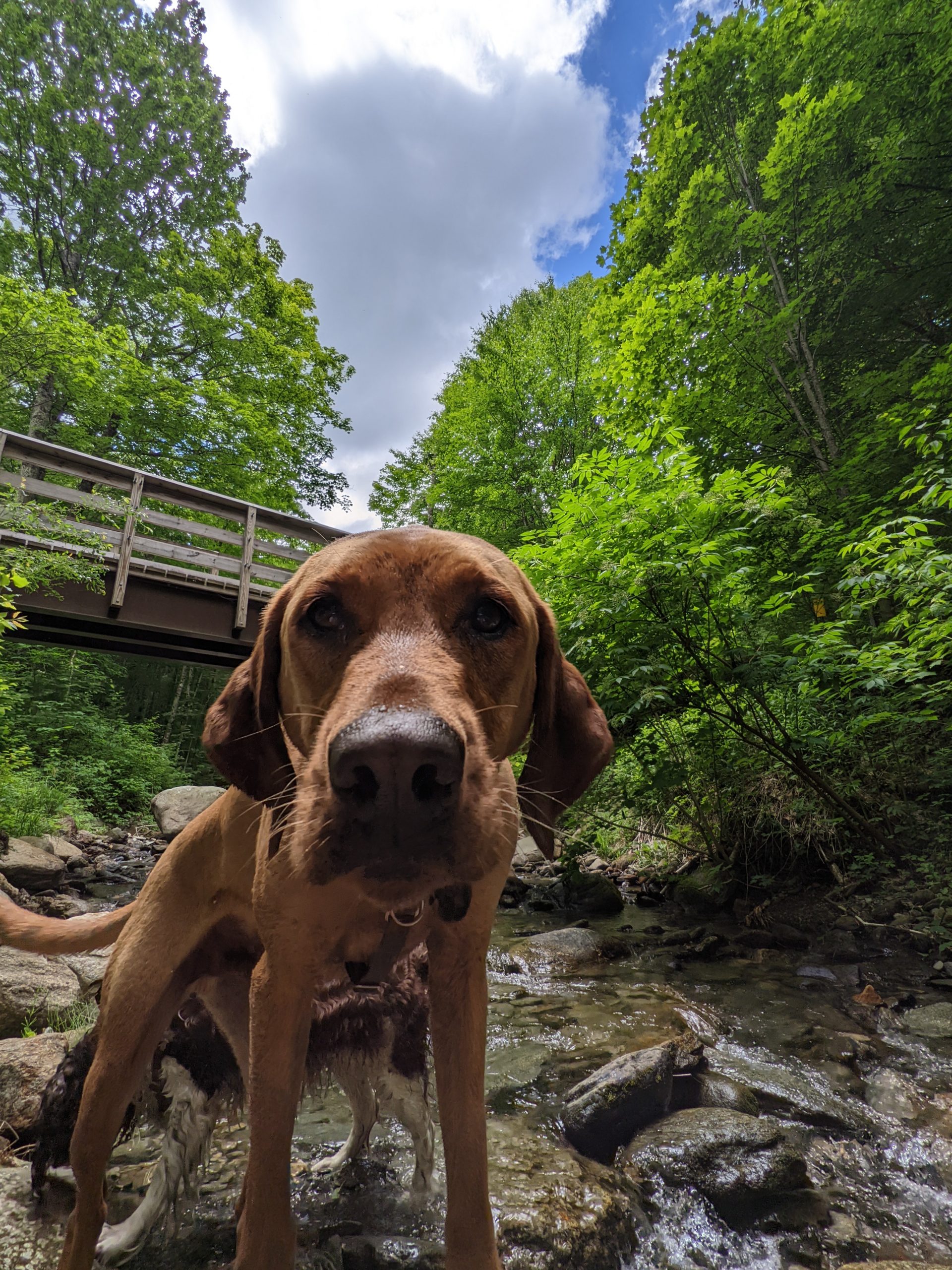 Chittenden Brook Dogs