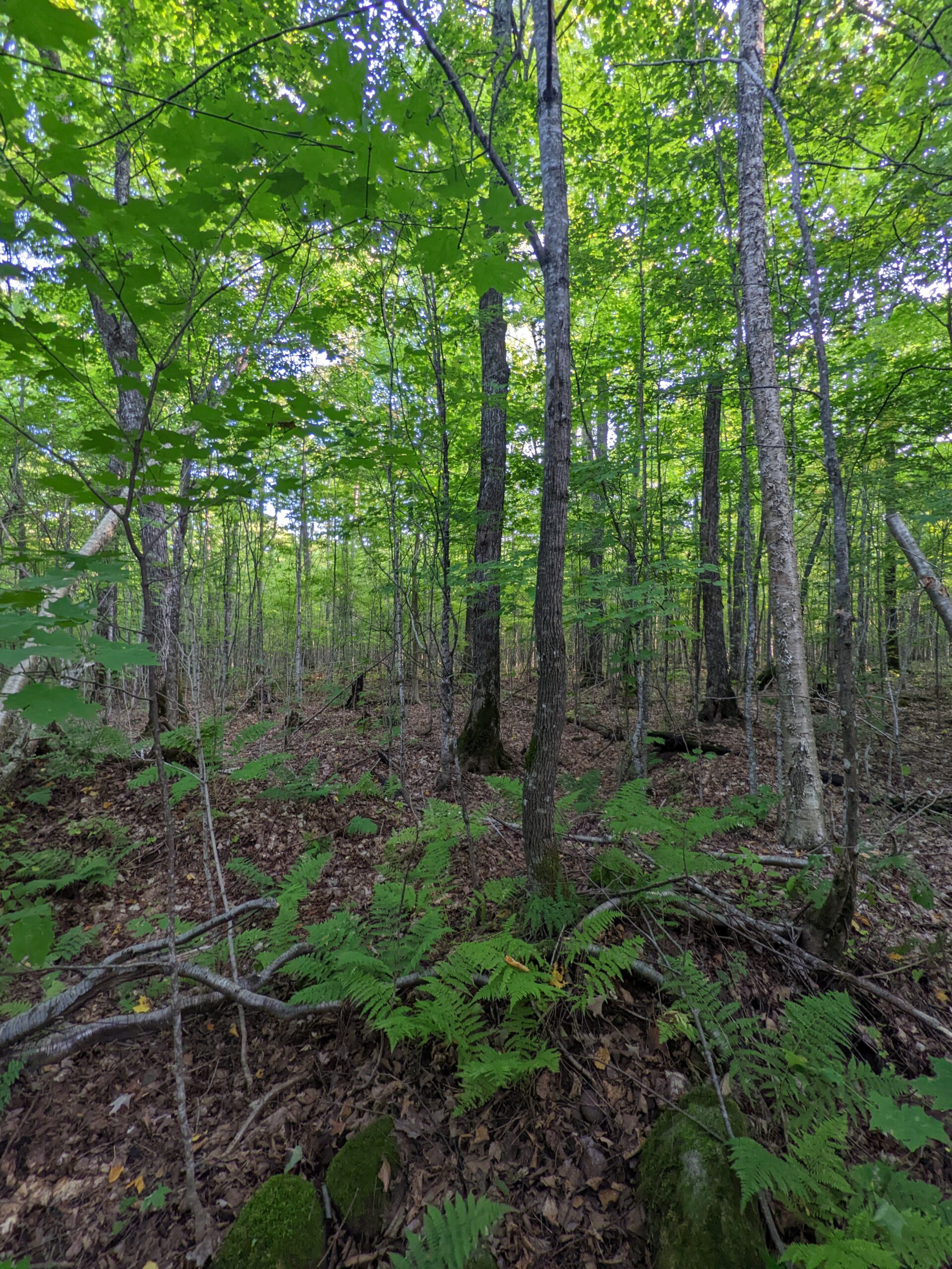 Almost Fall Glue Trip