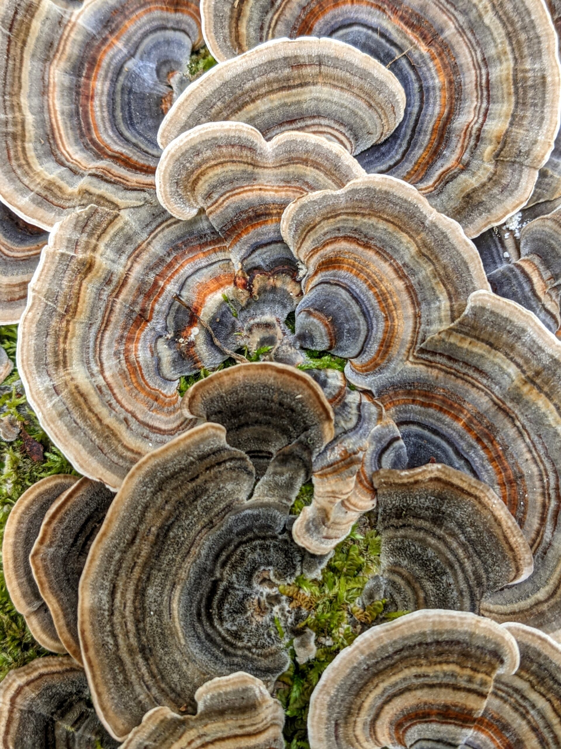 Fall Apart, In My Front Yard