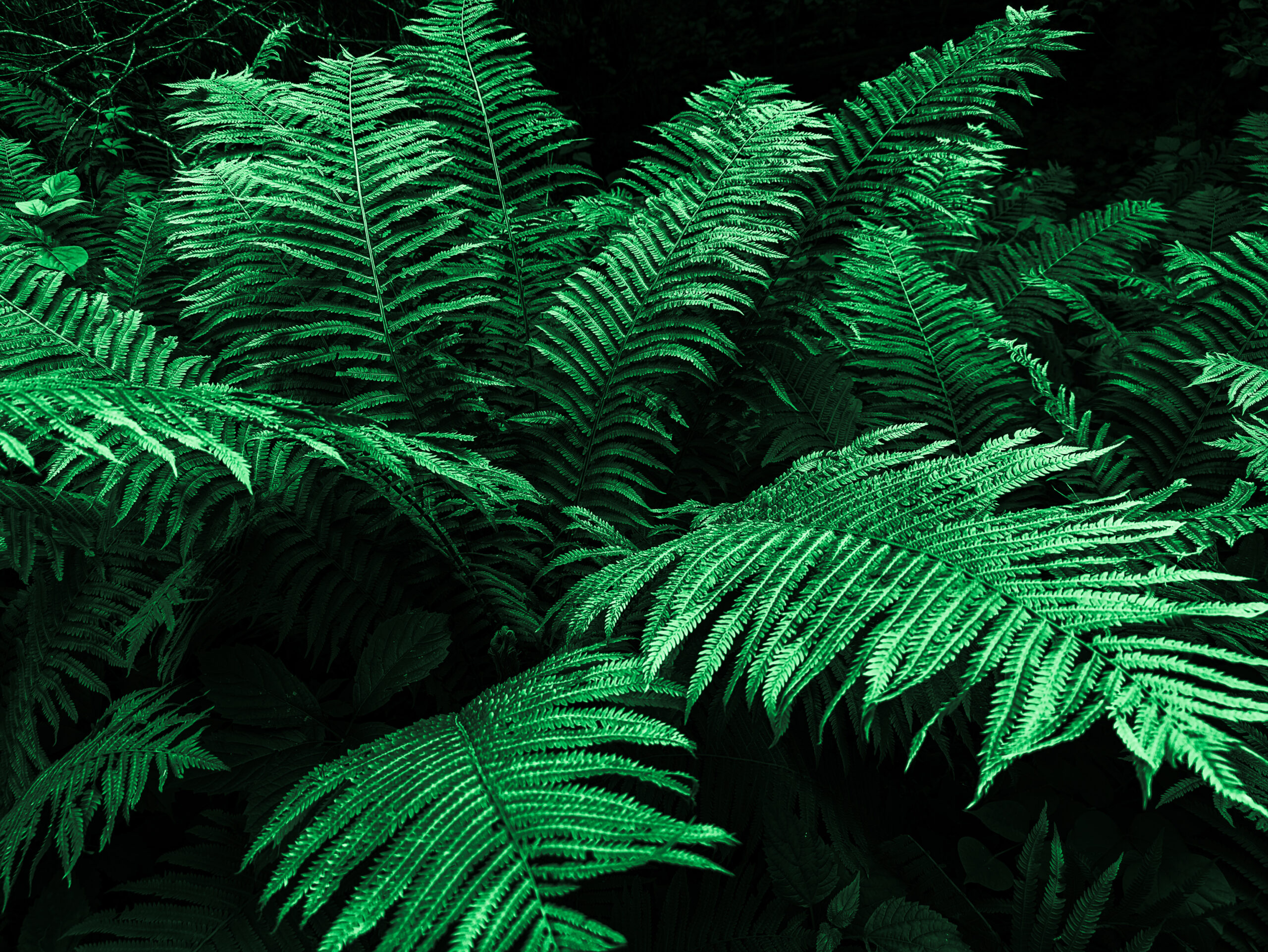 Pit of Ferns