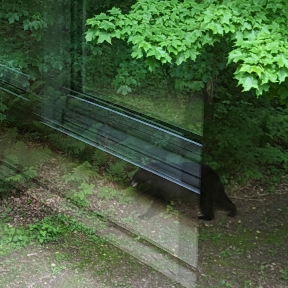 A Bear Freaking Thursday!