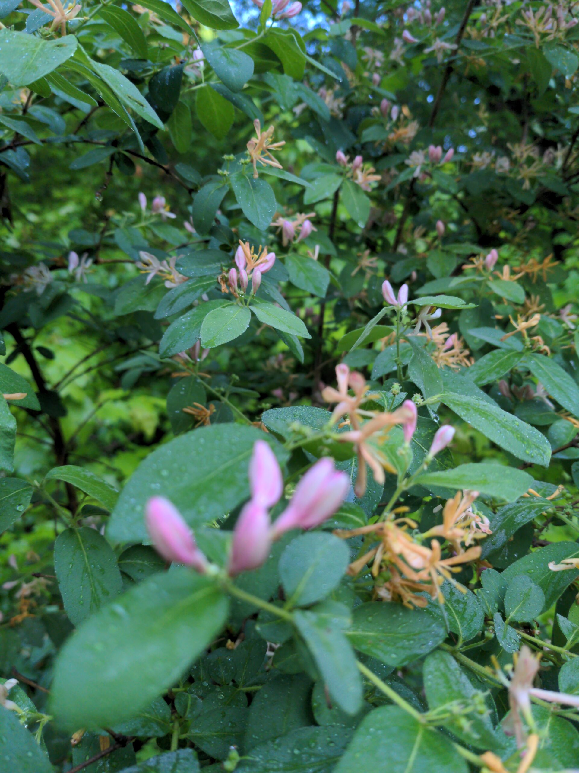 Mostly Mosquito Free