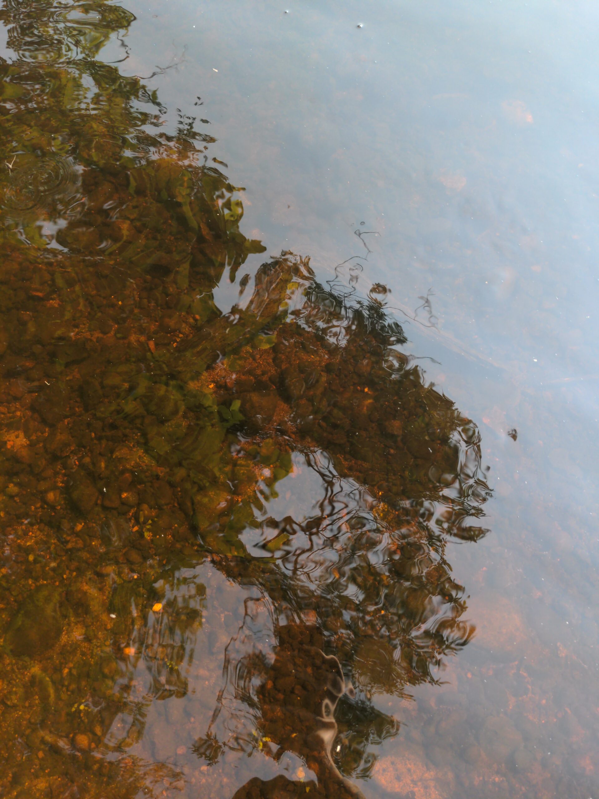 Fall a part, in my back yard